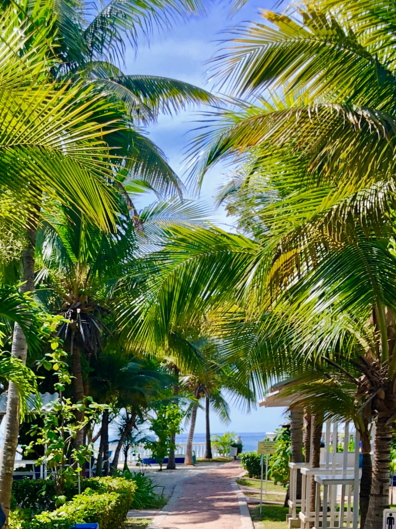 A palm-lined path at Cocoliso opening onto a view of the sea, framed by overhanging coconut palm fronds.