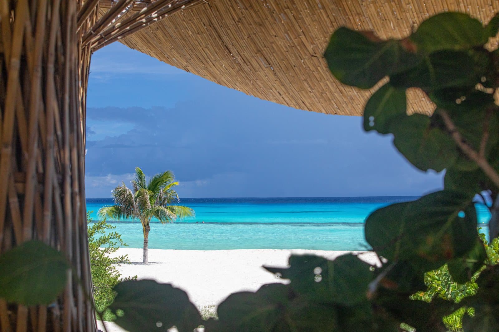 A lone palm tree on a white-sand beach beside turquoise water, seen through a thatched roof and sea grape leaves
